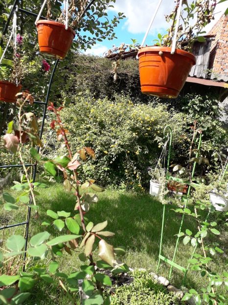  - 2022 flori si Italia