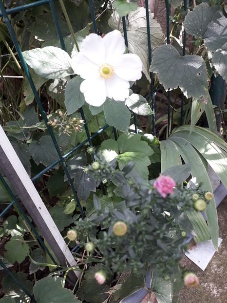  - 2022 flori si Italia