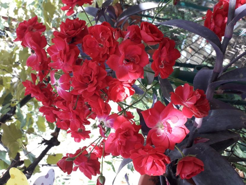  - 2022 flori si Italia