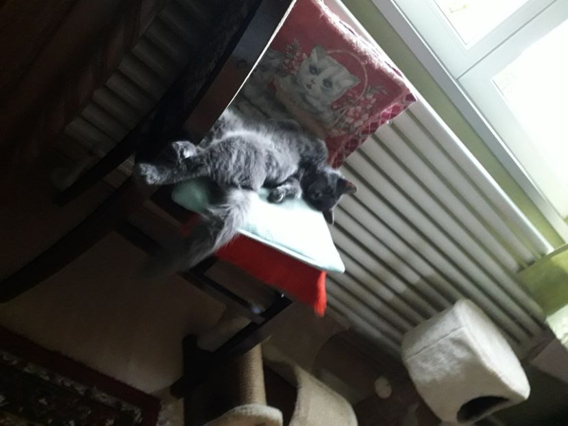  - 2022 flori si Italia