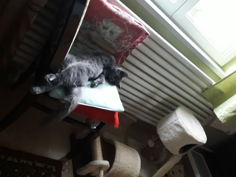  - 2022 flori si Italia