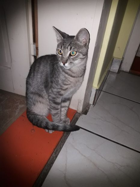  - 2022 flori si Italia