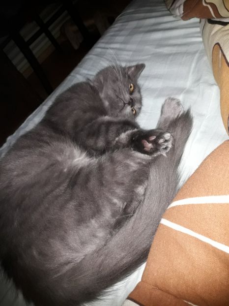  - 2022 flori si Italia