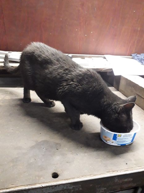  - 2022 flori si Italia