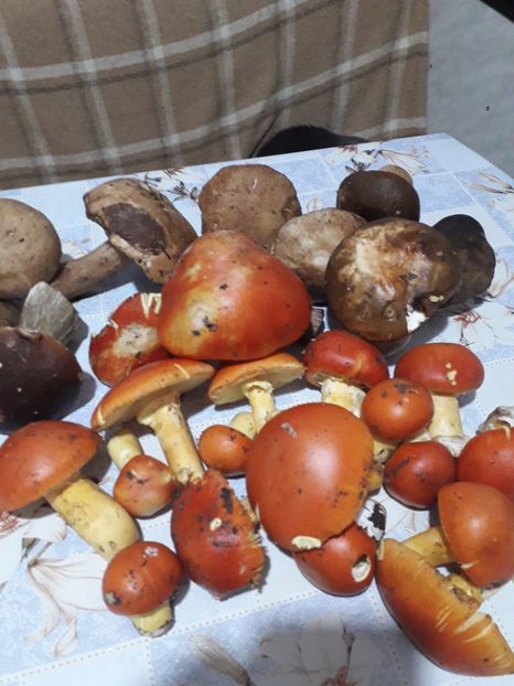  - 2022 flori si Italia