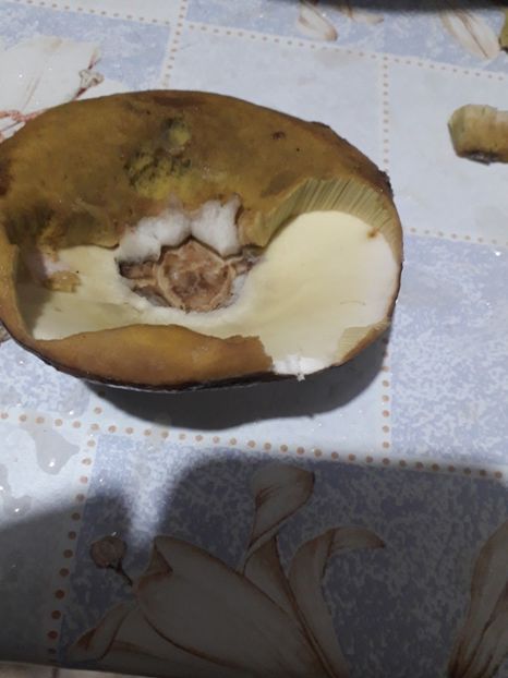  - 2022 flori si Italia