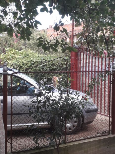  - 2022 flori si Italia