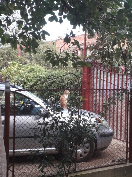  - 2022 flori si Italia