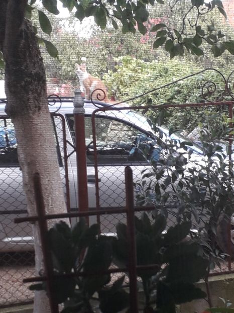  - 2022 flori si Italia