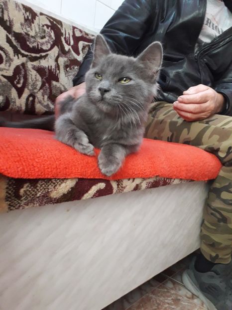  - 2022 flori si Italia