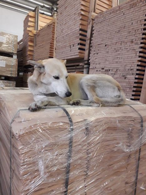  - 2022 flori si Italia