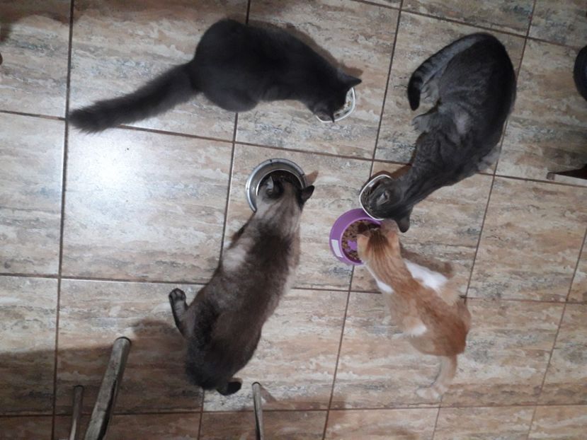  - 2022 flori si Italia