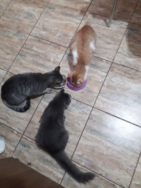  - 2022 flori si Italia