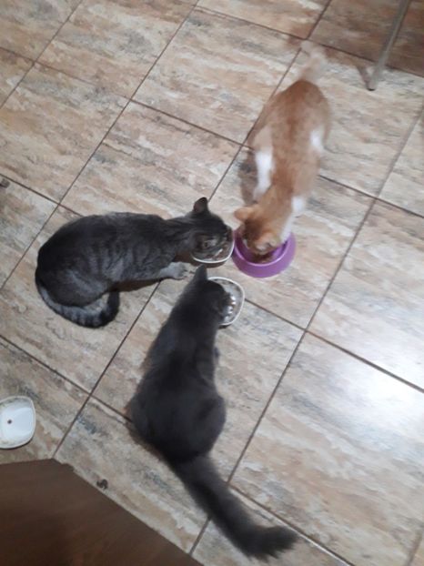  - 2022 flori si Italia