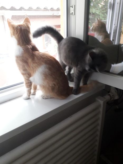  - 2022 flori si Italia