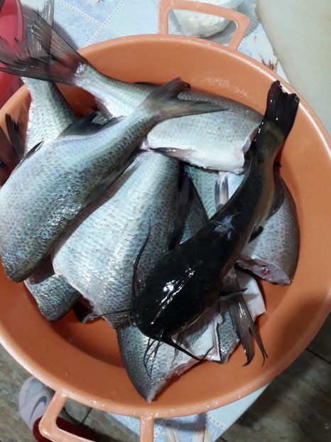  - 2022 flori si Italia