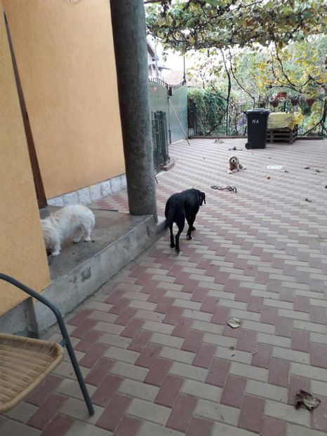  - 2022 flori si Italia