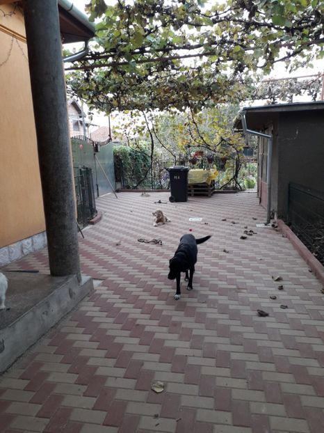  - 2022 flori si Italia