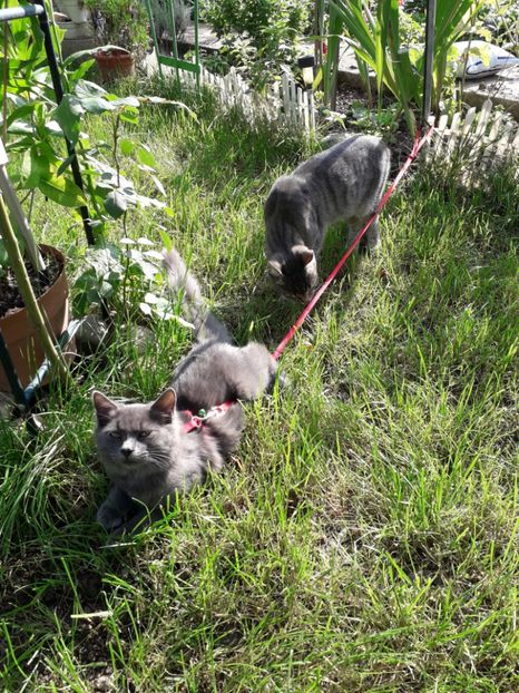  - 2022 flori si Italia