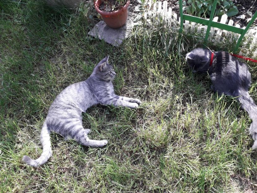  - 2022 flori si Italia