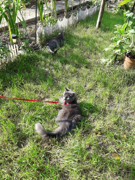  - 2022 flori si Italia