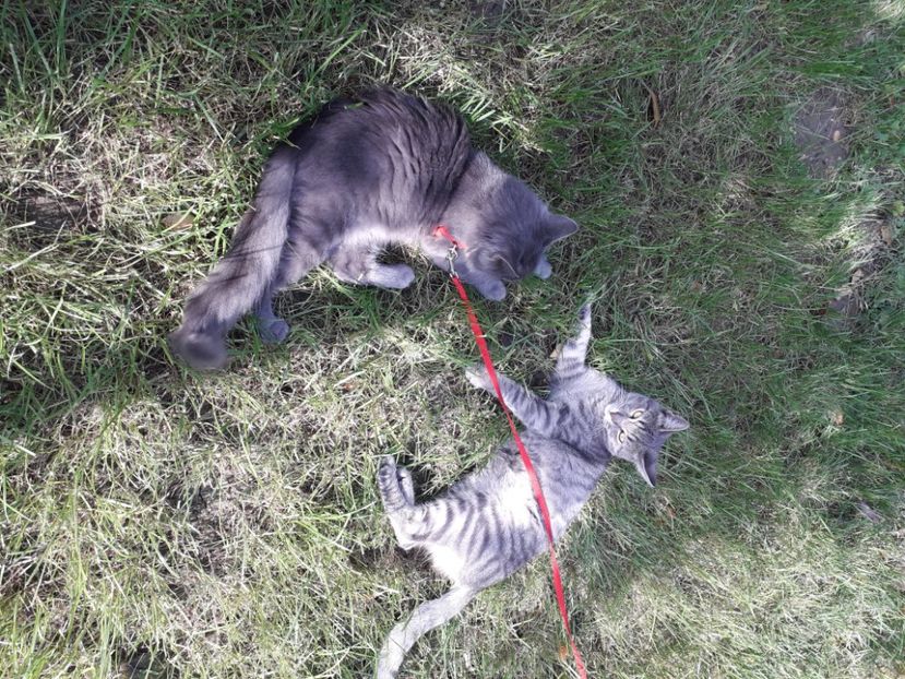  - 2022 flori si Italia