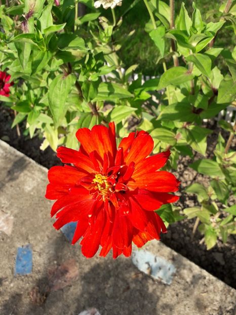  - 2022 flori si Italia