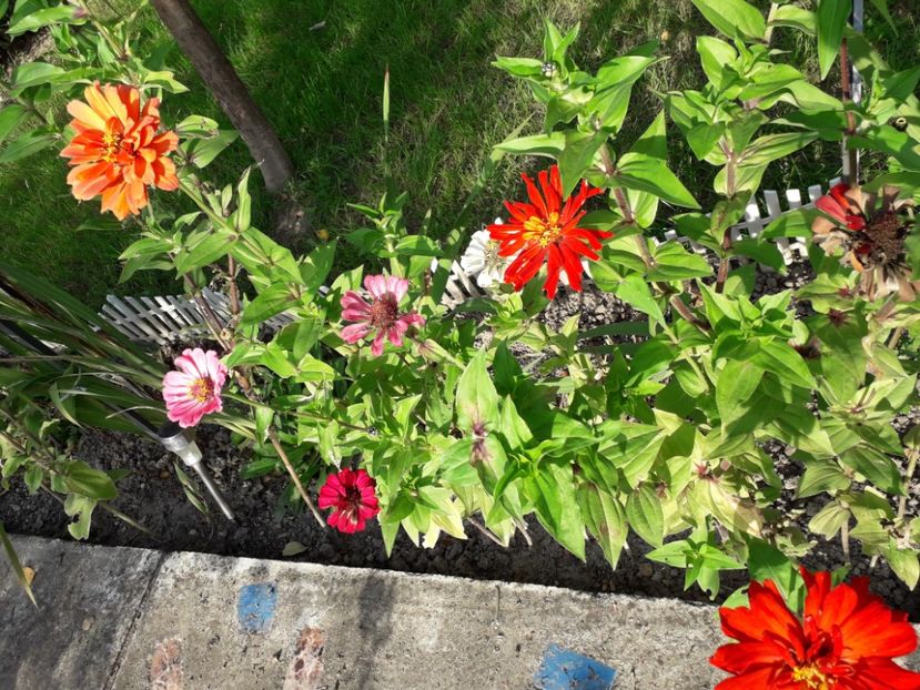  - 2022 flori si Italia