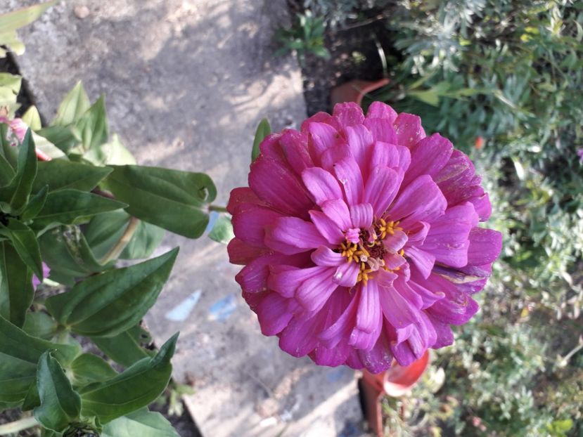  - 2022 flori si Italia