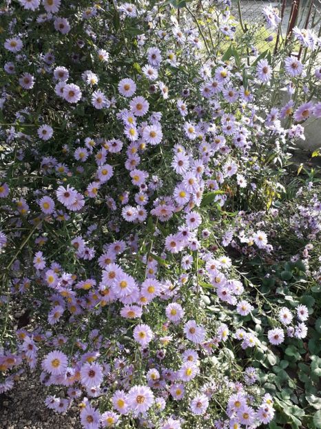  - 2022 flori si Italia