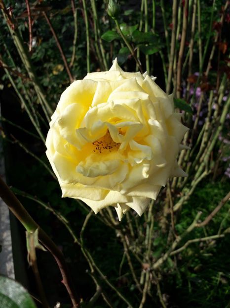  - 2022 flori si Italia