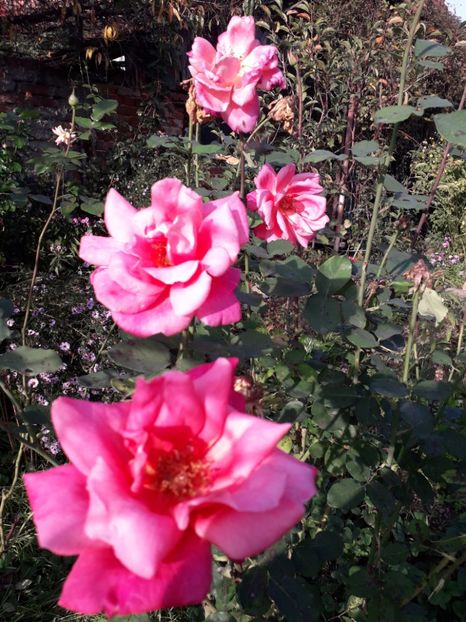  - 2022 flori si Italia