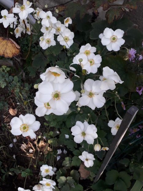  - 2022 flori si Italia