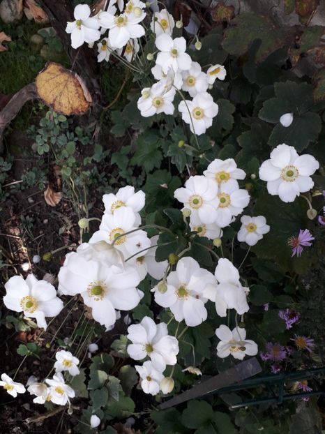  - 2022 flori si Italia