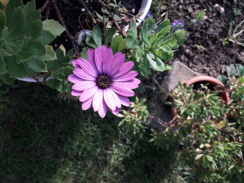  - 2022 flori si Italia