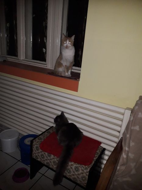  - 2022 flori si Italia