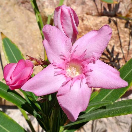 oleander