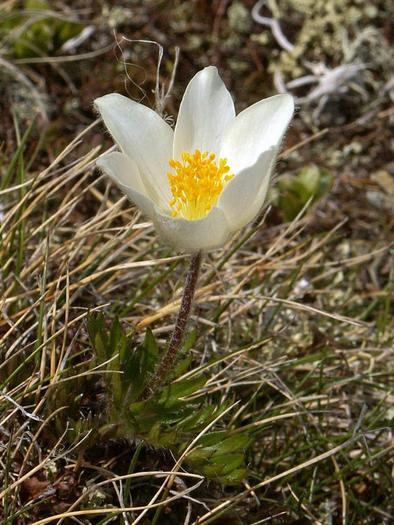 pullsatila alpina