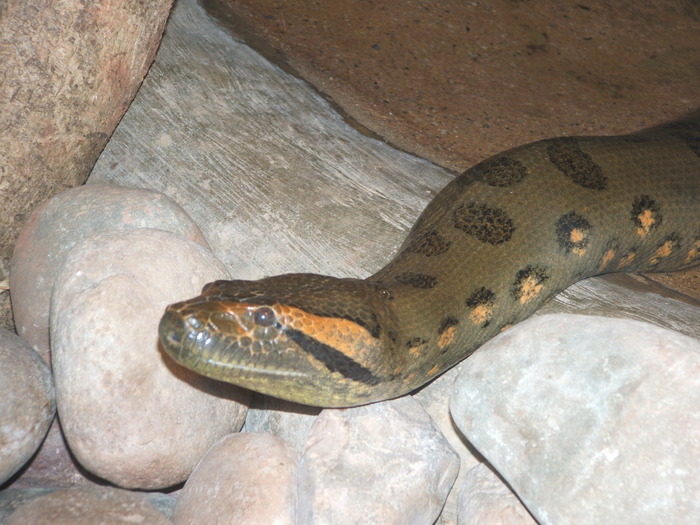 Paignton_Zoo__Green_Anaconda_by_SSJGarfield