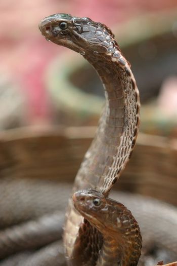 serpi - Anaconda