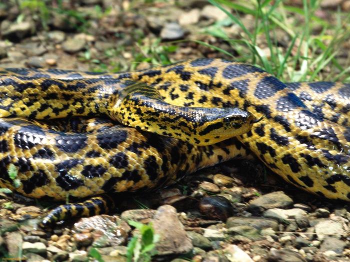 Yellow-Anaconda-1 - Anaconda