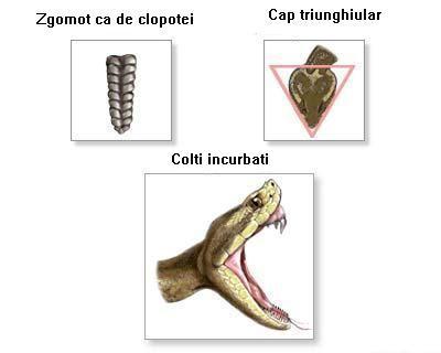 Sarpe_cu_clopotei_caracteristici_ro - sarpe cu clopotei