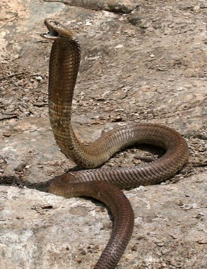 longest-cobra-pictures-1 - cobra