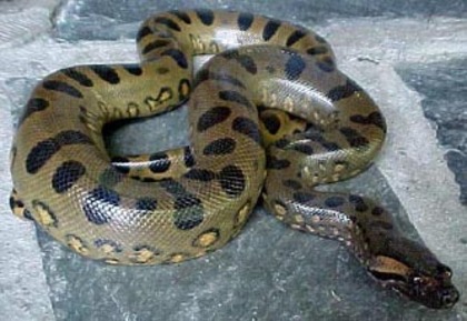 Anaconda - pitoni