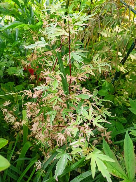 10.05.2023 Taylor - Arțari