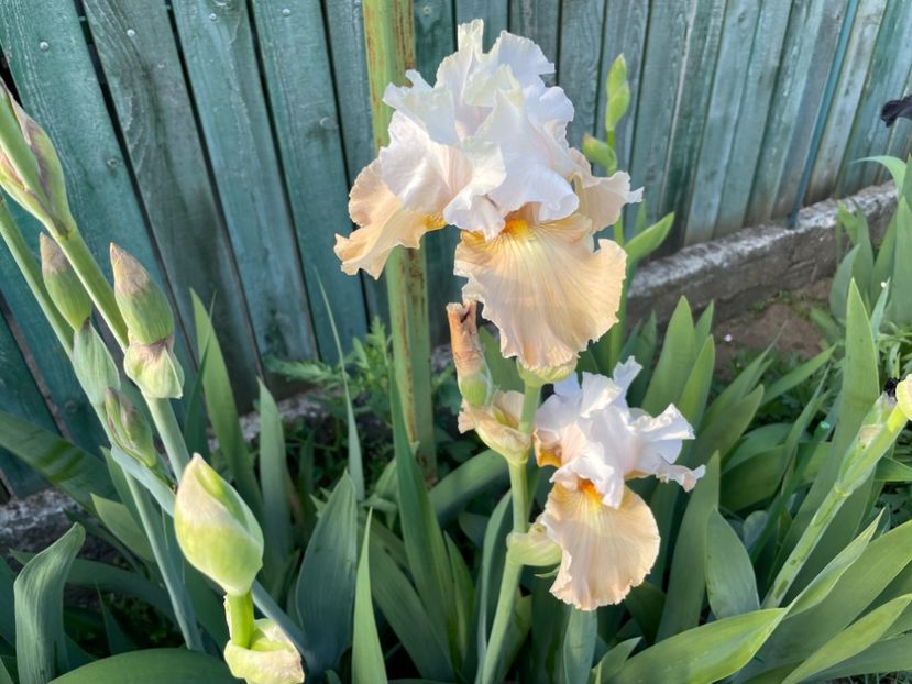 CC07DC2C-99EA-4D87-8B65-703776118173 - 01 Iriși 2023