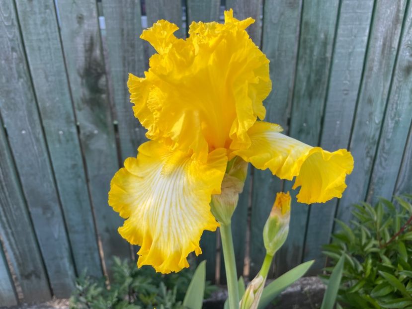 4A63705F-10D5-4AA9-A2F6-A447F0B133D0 - 01 Iriși 2023