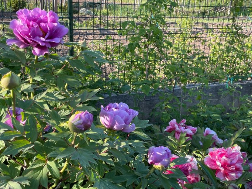 CAFDF41B-8EBD-46EF-A69C-E50F8D4DF9AC - 01 Primăvara 2023