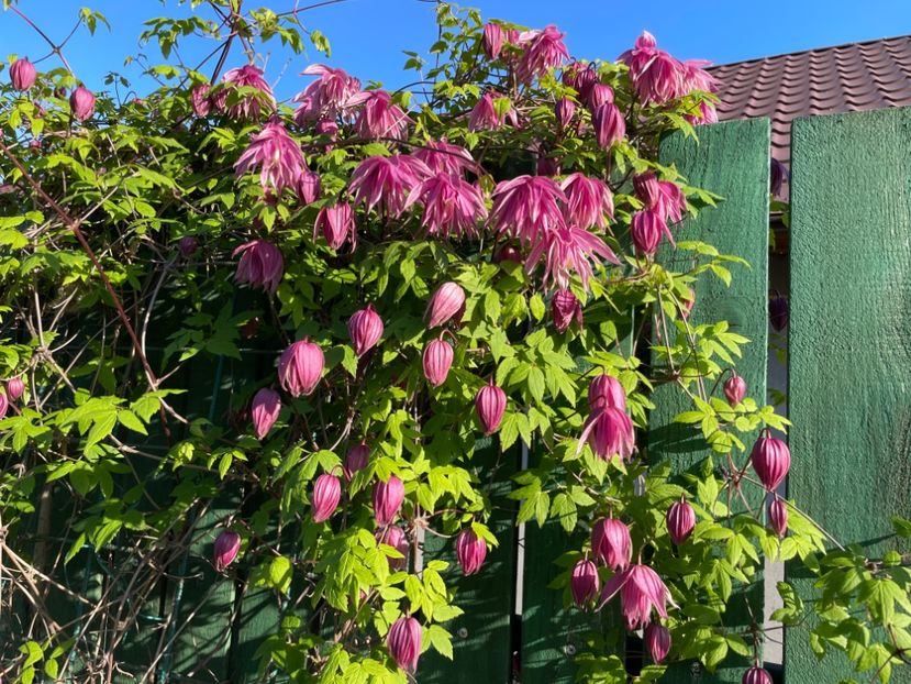 BBCDE6E0-57DF-4883-88C2-8C52ED4440B7 - 01 Primăvara 2023