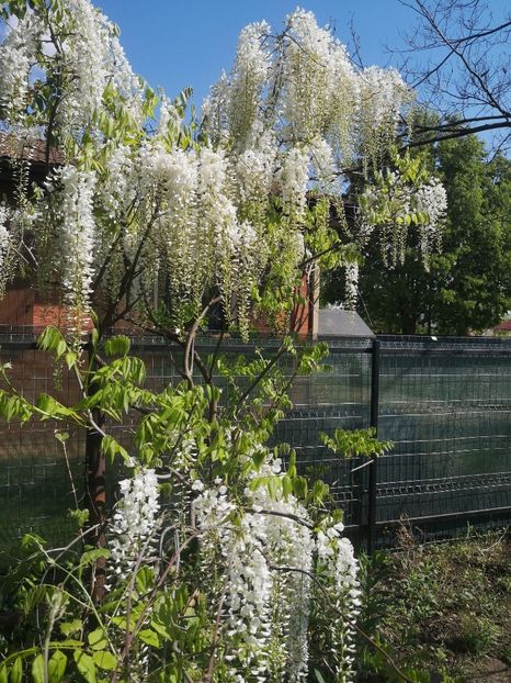  - arbori ornamentali 2023